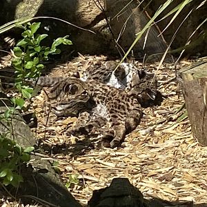 Yucatan margays 010621