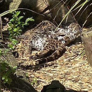 Yucatan margays 010621