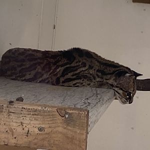 Yucatan margay 010621