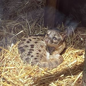 Spotted fanaloka 010621