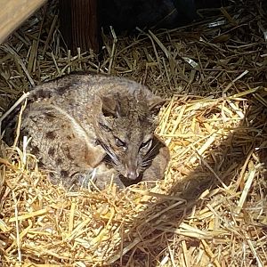 Spotted fanaloka 010621