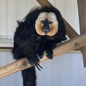 White-faced saki 010621