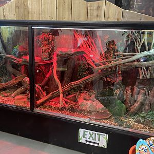 Frill-necked lizard exhibit 210621