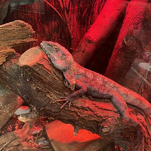 Frill-necked lizard 210621