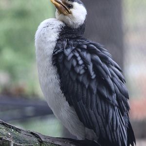 Little pied cormorant