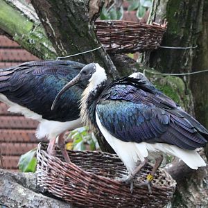 Straw-necked ibisses at the nest
