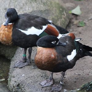 Australian shelducks