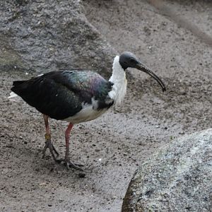 Straw-necked ibis