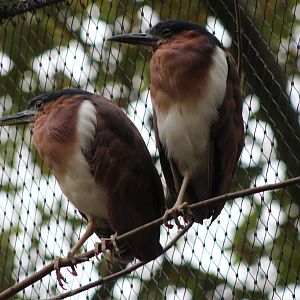 Nankeen night-herons / Philippine rufous night-heron