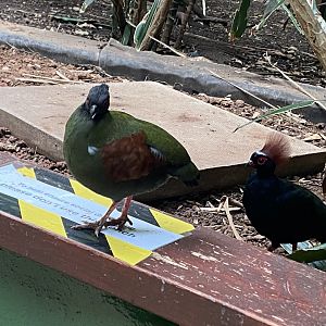 Tropical Hall - Roul-rouls 210621