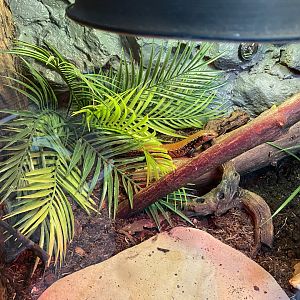 Tropical Hall - Fernand's skink 210621