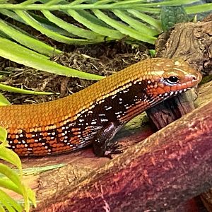 Tropical Hall - Fernand's skink 210621