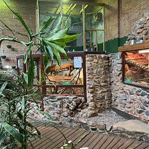 Tropical Hall - Various reptile exhibits 210621