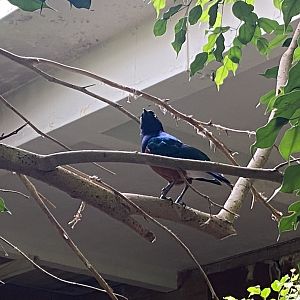 Tropical Hall - Superb starling 210621