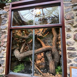 Tropical Hall - Carpet python exhibit 210621