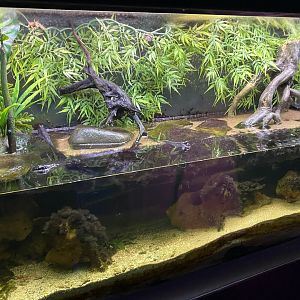 Aquarium - Mudskipper exhibit 210621