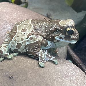 Aquarium - Amazon milk frog 210621