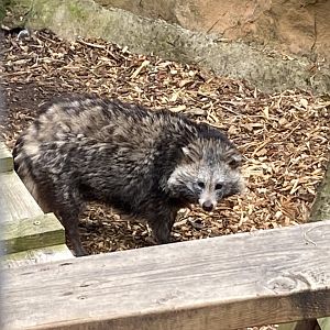 Raccoon dog 210621