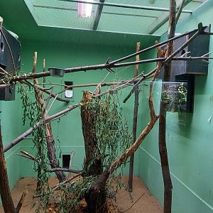 Indoor-aviary Red-vented cockatoo