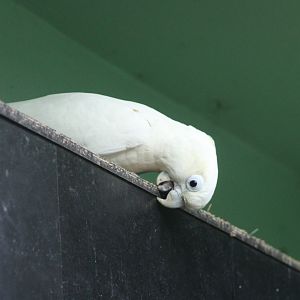 Red-vented cockatoo