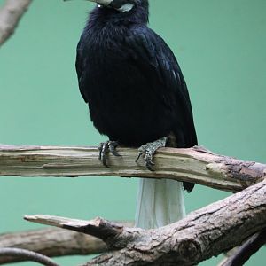 Palawan hornbill