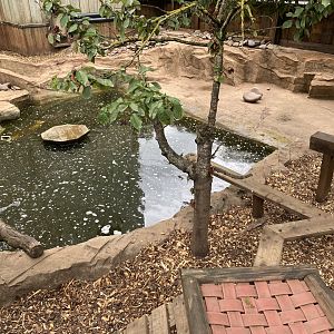 Asian small-clawed otter exhibit 210621