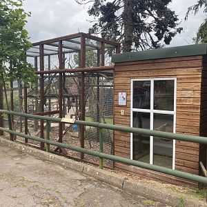 Common marmoset exhibit 210621