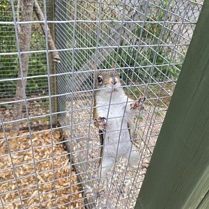 North American red squirrel 210621