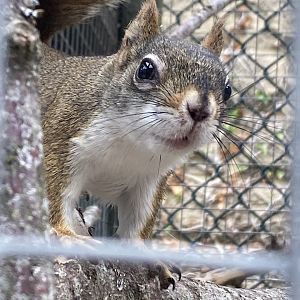 North American red squirrel 210621