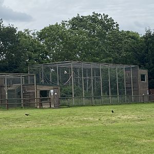 Lar gibbon enclosure 210621