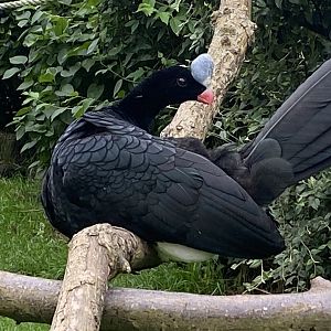 Northern helmeted curassow 210621