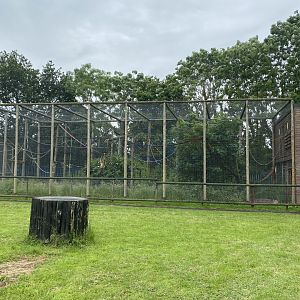 Lar gibbon enclosure 210621