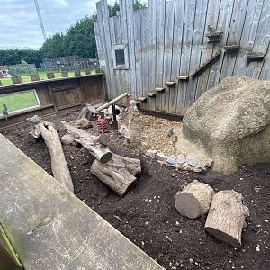 Meerkat enclosure 210621