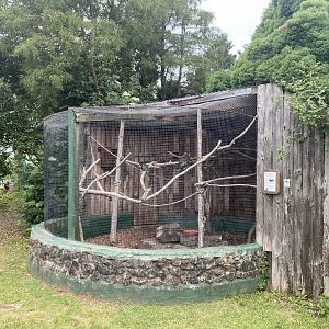 Greater vasa parrot aviary 210621