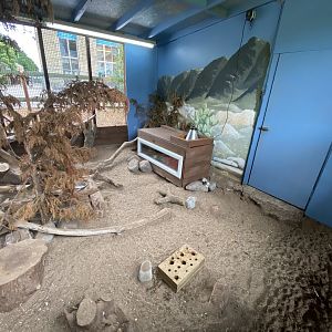 Yellow mongoose exhibit 210621