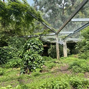 Asiatic lion exhibit 010721