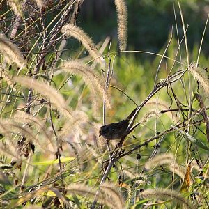 Swamp Sparrow (Melospiza georgiana)