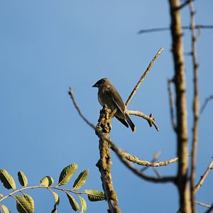 Cedar Waxwing (Bombycilla cedrorum)