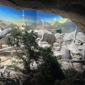 Twilight World - Yellow mongoose exhibit 010721