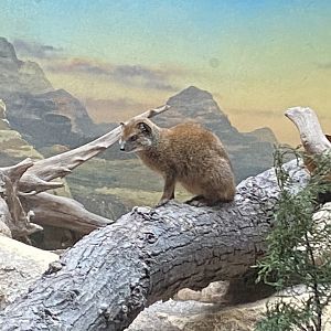 Twilight World - Yellow mongoose 010721