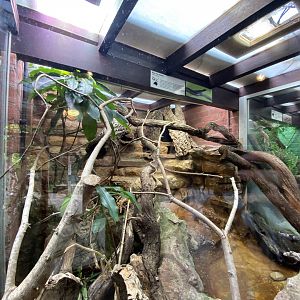 Reptile House - Blue tree monitor exhibit 010721