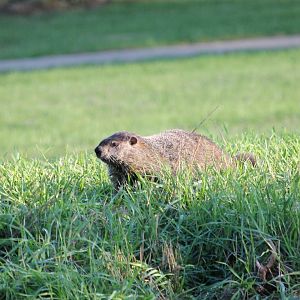 Groundhog (Marmota monax)