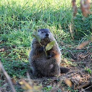 Groundhog holds a leaf