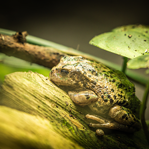Andean Marsupial Frog
