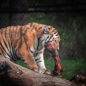 Mila the female baby Amur Tiger