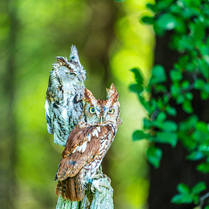 Cecil (Rufous) & Gordon (Grey) the Eastern Screech Owls brothers