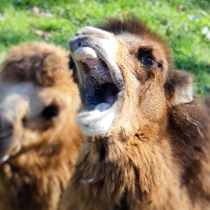 Oct. 2021 - Northern Trail - Bactrian Camels