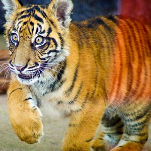 Nelson - Sumatran Tiger Cub