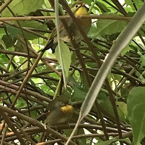 Pair of Red-Billed Leiothrix