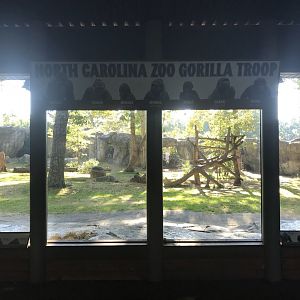 Gorilla Habitat at Morning
